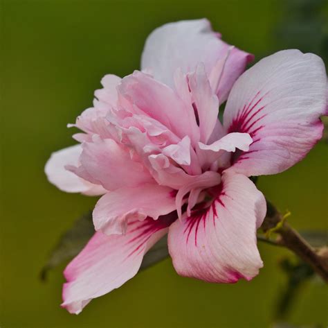 紫花芙蓉|超过 400000 张关于“芙蓉花紫色”和“花”的免费图片